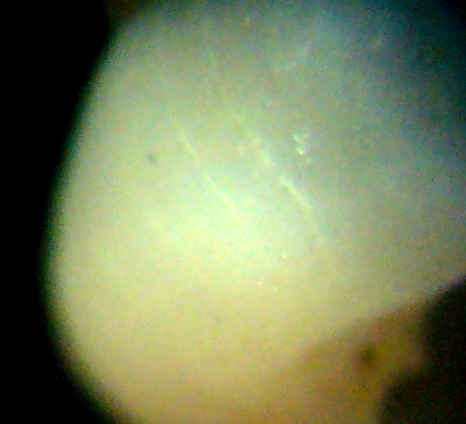 Odostomia turriculata?